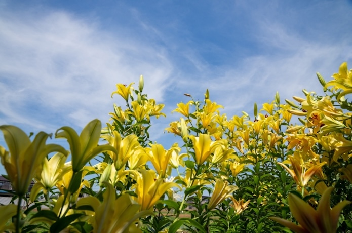 庭に咲いたゆりの花