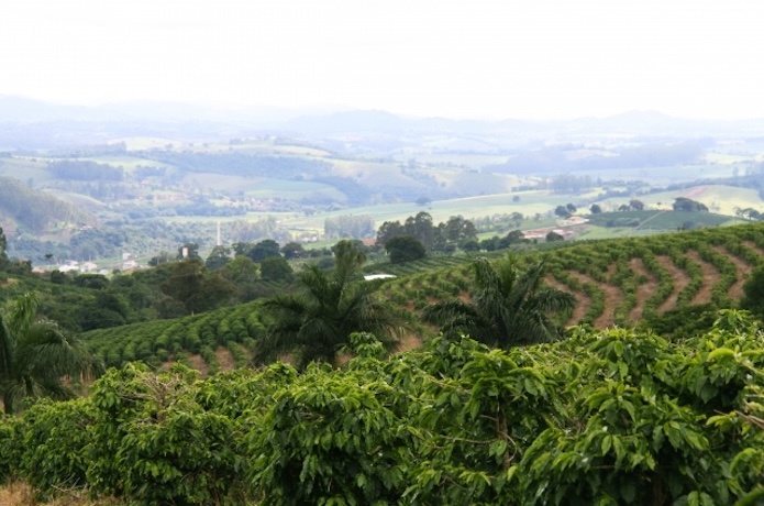 ブラジルのコーヒーの農園
