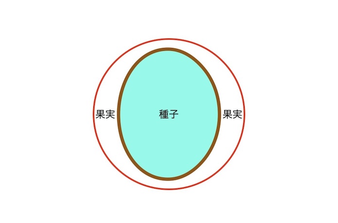 コーヒー豆の断面図２