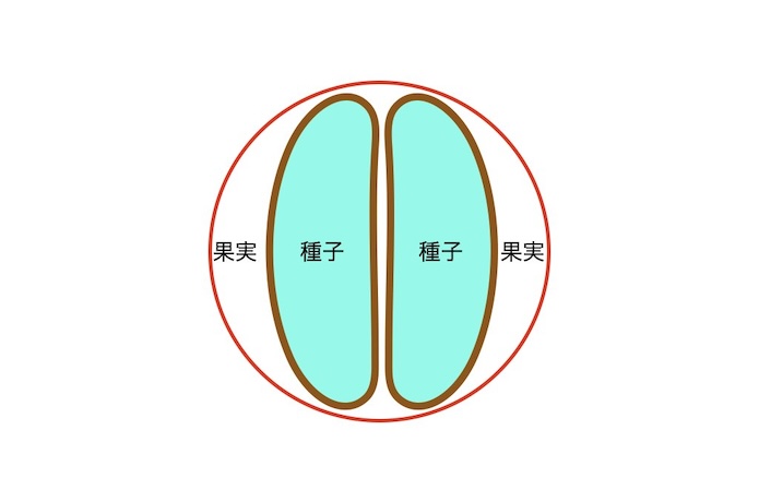 コーヒー豆の断面図